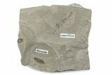 Fossil Leaf with Crane Flies - Green River Formation, Utah #377139-1
